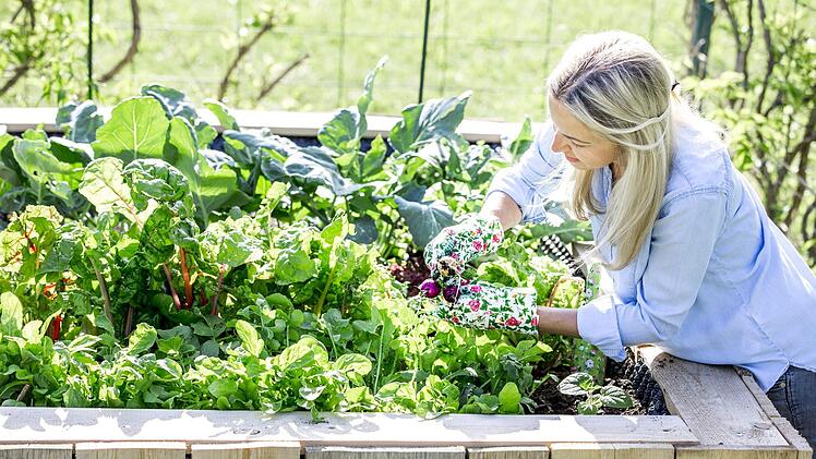Jetzt ist es Zeit das Gemüsebeet zu planen. Viele Pflanzen sind mehrjährig und müssen nicht jedes Jahr ausgetausch werden. Bild: epixproductions/ stock.adobe.com