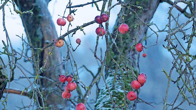 Farbtupfer im dunklen Dezember: rote &Auml;pfel an einem Baum im Frankenwald  Foto: Roland Sch&ouml;nm&uuml;ller