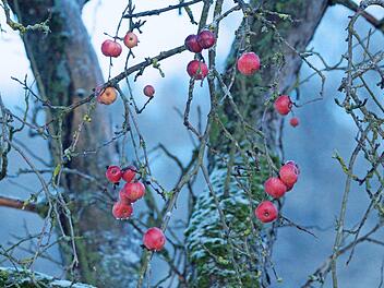 Farbtupfer im dunklen Dezember: rote Äpfel an einem Baum im Frankenwald  Foto: Roland Schönmüller