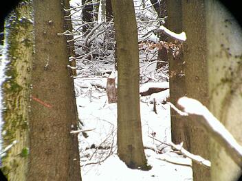 Diese Foto vom Luchs in den Schwarzen Bergen ist Hans-Peter Seifert gelungen. Er hat das Tier mit dem Handy durchs Fernglas fotografiert. Ein Luchs ist auch im Gemeindegebiet des Marktes Burkardroth gesehen worden. Foto: Hans-Peter Seifert