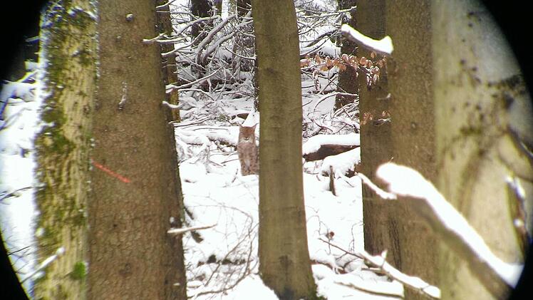 Diese Foto vom Luchs in den Schwarzen Bergen ist Hans-Peter Seifert gelungen. Er hat das Tier mit dem Handy durchs Fernglas fotografiert. Ein Luchs ist auch im Gemeindegebiet des Marktes Burkardroth gesehen worden. Foto: Hans-Peter Seifert