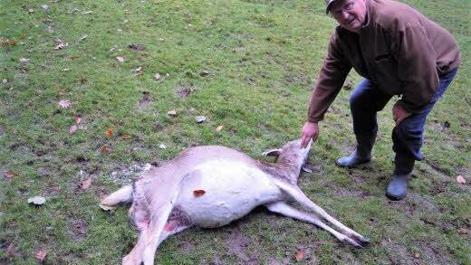 Im November 2015 verschaffte sich ein Luchs Zutritt in das Dammwildgehege von Erwin Belz bei Schönderling und tötete mehrere Tiere.  Foto: Julia Raab
