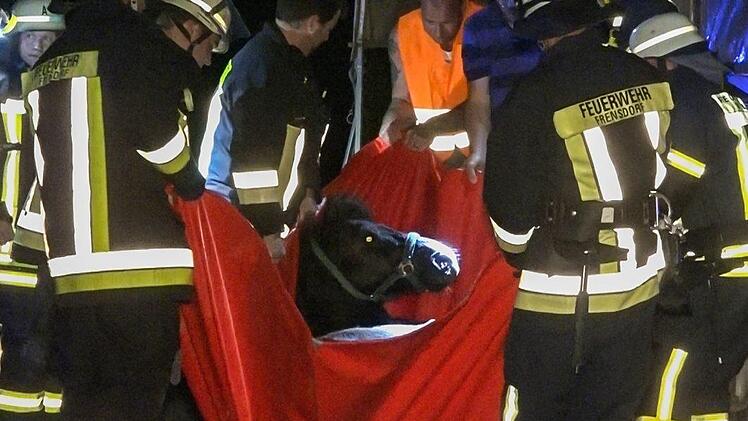 Schock f&uuml;r alle Beteiligten: Pony "Chico" ist am Montagabend  im Landkreis Bamberg ausgerissen und auf die Stra&szlig;e gerannt. Ein Auto erfasste das Tier.