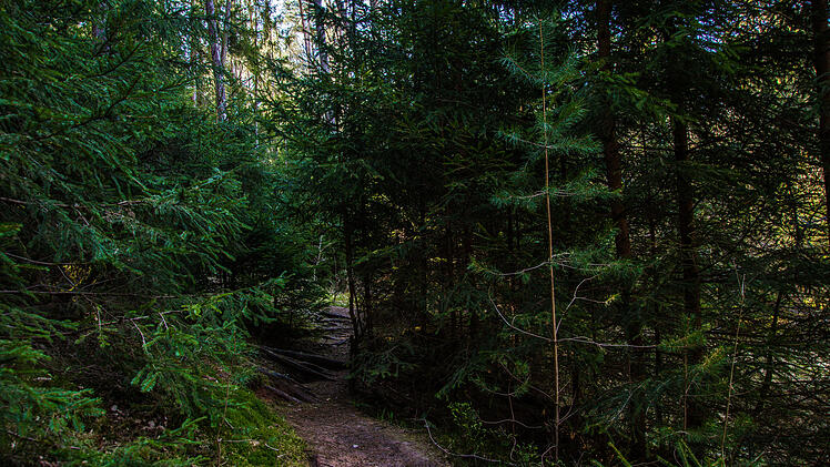 Auf der Wander-Tour zur Nesselbachschlucht begibst du dich auf schmalen Pfaden durch den Wald.