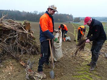 Heckenpflanzung an der B 303: Die Forstwirte Matthias Hoch, Alfred Räth und Nils Hofmaier (von links) setzen die Schösslinge ein. Ganz rechts zeigt der Leiter des Forstamtes der Uni Würzburg, Hans Stark, das Pflanzgut. Links sieht man einen der Totholzhaufen, in dem zahlreiche Insekten und Vögel Unterschlupf und Nistgelegenheiten finden können.  Foto: Manfred Wagner