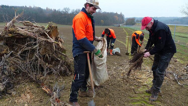 Heckenpflanzung an der B 303: Die Forstwirte Matthias Hoch, Alfred Räth und Nils Hofmaier (von links) setzen die Schösslinge ein. Ganz rechts zeigt der Leiter des Forstamtes der Uni Würzburg, Hans Stark, das Pflanzgut. Links sieht man einen der Totholzhaufen, in dem zahlreiche Insekten und Vögel Unterschlupf und Nistgelegenheiten finden können.  Foto: Manfred Wagner