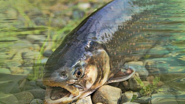 Wildfisch zu essen ist nicht so gesund, wie man annehmen könnte