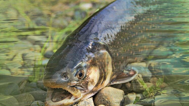 Wildfisch zu essen ist nicht so gesund, wie man annehmen könnte