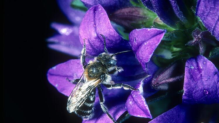 Diese Mauerbiene (Osmia mitis) sammelt den Pollen der Glockenblume am Bauch (Bauchsammlerbiene).  Foto: Andreas Müller