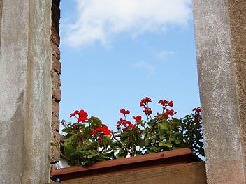 Ein Blumenkasten dekoriert eine leere Fensteröffnung. Foto: Arkadius Guzy