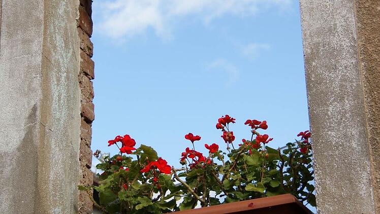 Ein Blumenkasten dekoriert eine leere Fensteröffnung. Foto: Arkadius Guzy
