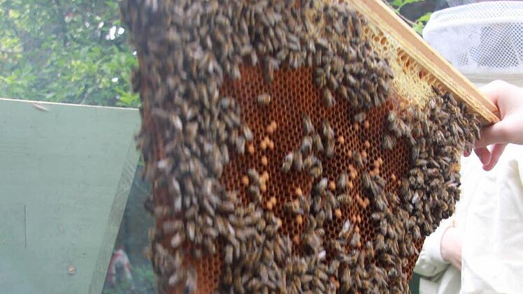 Eine Bienenwabe von einem Volk aus dem Lichtenfelser Schulgarten in der Kronacher Straße, das im Topbar-Hive-System gehalten wird. Foto: Ramona Popp