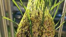 Der Meisenkn&ouml;del auf dem Balkon von Brigitte Hamm in Schmach-tenberg sah im Dezember so aus...