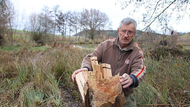 Rudolf Hanke beseitigt regelmäßig Biberschäden an der Teichanlage des ASV Hammelburg oberhalb von Obereschenbach.  Foto: Archiv/Ralf Ruppert