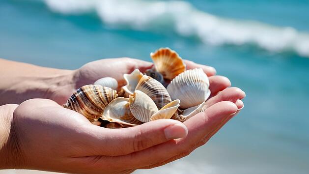 Muscheln sammeln, Muscheln