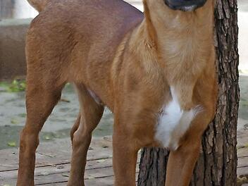 Trebol in seinem Element Foto: privat