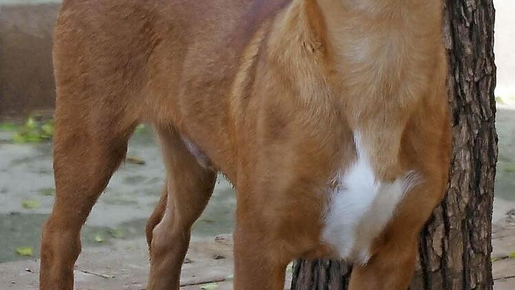 Trebol in seinem Element Foto: privat