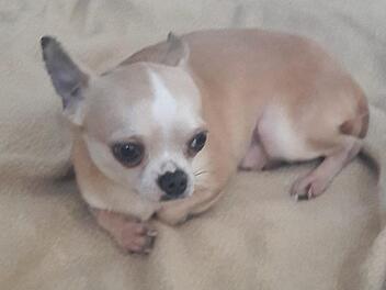 Der kleine "Milo" Foto: privat