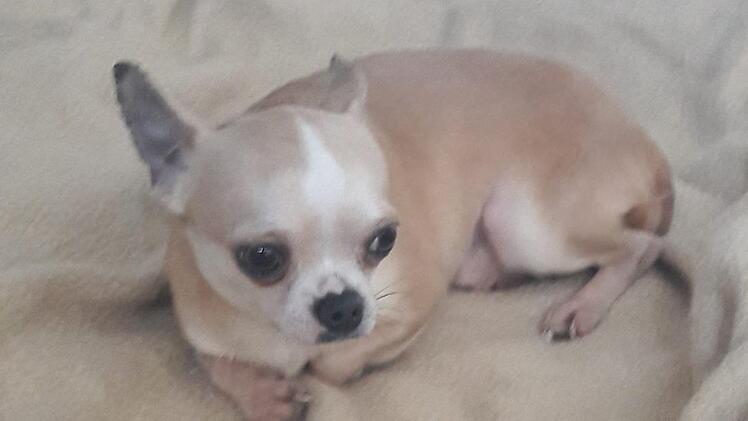 Der kleine "Milo" Foto: privat