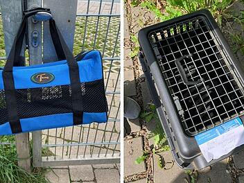 Tierheim Feucht: Zwei Kater unter schlimmen Bedingungen ausgesetzt - "einfach an die Tür gehängt"