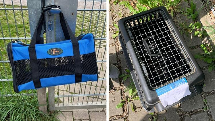 Tierheim Feucht: Zwei Kater unter schlimmen Bedingungen ausgesetzt - "einfach an die Tür gehängt"