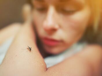 A mosquito sits on the woman's hand, and sucks blood. Pain, danger of infection. Dangerous Zica virus aedes Eine Stechmücke setzt sich auf die Hand der Frau und saugt Blut. Schmerz, Gefahr einer Infektion. Gefährlicher Zica-Virus aedes aegypti Mückenstich auf menschlicher Haut, Dengue, Mayaro-Fieber. Krankes Mädchen juckenden Arm close up Eine Mücke sitzt auf der Hand der Frau, und saugt Blut. Schmerz, Infektionsgefahr. Gefährlicher Zica-Virus aedes aegypti Mückenstich auf der menschlichen Haut, Dengue, Mayaro-Fieber. Krankes Mädchen, juckender Arm, Nahaufnahme aegypti mosquito bite on human skin, Dengue, Mayaro fever. Sick girl itchy arm close up A mosquito sits on the woman's hand, and sucks blood. Pain, danger of infection. Dangerous Zica virus aedes aegypti mosquito bite on human skin, Dengue, Mayaro fever. Sick girl itchy arm close up