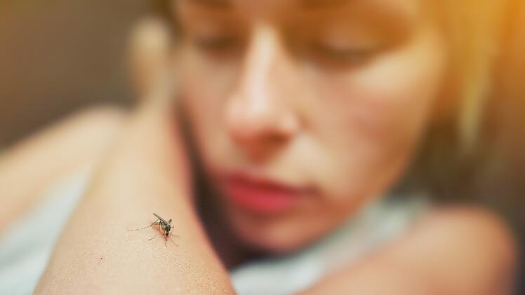 A mosquito sits on the woman's hand, and sucks blood. Pain, danger of infection. Dangerous Zica virus aedes Eine Stechmücke setzt sich auf die Hand der Frau und saugt Blut. Schmerz, Gefahr einer Infektion. Gefährlicher Zica-Virus aedes aegypti Mückenstich auf menschlicher Haut, Dengue, Mayaro-Fieber. Krankes Mädchen juckenden Arm close up Eine Mücke sitzt auf der Hand der Frau, und saugt Blut. Schmerz, Infektionsgefahr. Gefährlicher Zica-Virus aedes aegypti Mückenstich auf der menschlichen Haut, Dengue, Mayaro-Fieber. Krankes Mädchen, juckender Arm, Nahaufnahme aegypti mosquito bite on human skin, Dengue, Mayaro fever. Sick girl itchy arm close up A mosquito sits on the woman's hand, and sucks blood. Pain, danger of infection. Dangerous Zica virus aedes aegypti mosquito bite on human skin, Dengue, Mayaro fever. Sick girl itchy arm close up