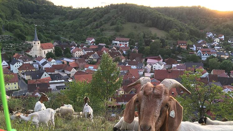 Ziegen leisten einen großen Beitrag zum Landschaftsschutz, wenn sie allerdings Weinbergsmauern und Böschungen beschädigen oder Obstbäume entrinden, ärgert das Grundstücksbesitzer. Foto: Ralf Ruppert