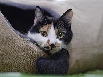 Bei Lucky ist der Name Programm: Die dreifarbige Gl&uuml;ckskatze geh&ouml;rt zu den tierisch kuscheligen "Mitarbeitern" des Caf&eacute;s Katzentempel.