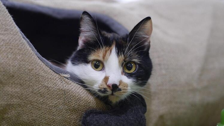 Bei Lucky ist der Name Programm: Die dreifarbige Glückskatze gehört zu den tierisch kuscheligen "Mitarbeitern" des Cafés Katzentempel.