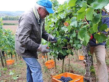 Bernd Sterzer aus Hirschaid half bei der Weinlese in den Hängen bei Ziegelanger. Fotos: Rebecca Vogt