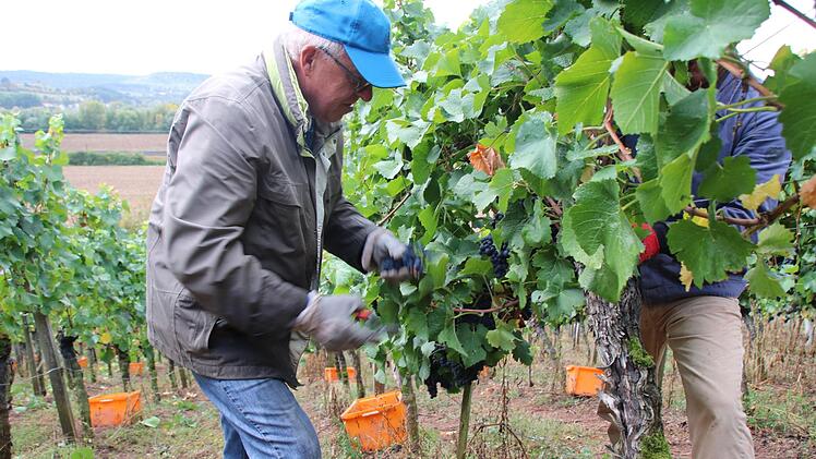 Bernd Sterzer aus Hirschaid half bei der Weinlese in den Hängen bei Ziegelanger. Fotos: Rebecca Vogt