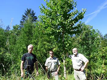 Waldbesitzer Christoph Dietsch, Projektbearbeiter David  Schwarzmann und Forstdirektor Michael Kreppel (v. l.) vor einer Baumhasel Foto: Thomas Weichert