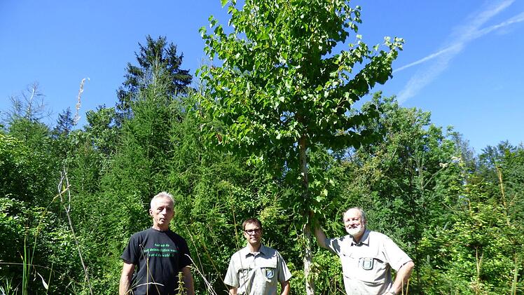 Waldbesitzer Christoph Dietsch, Projektbearbeiter David  Schwarzmann und Forstdirektor Michael Kreppel (v. l.) vor einer Baumhasel Foto: Thomas Weichert