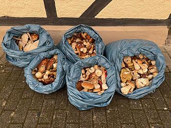 Hohe Strafen beim Pilze-Sammeln