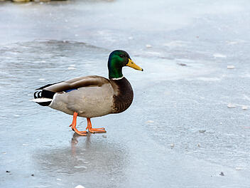 Symbolbild: Ente
