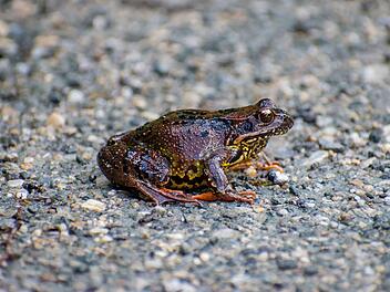 Freiwillige f&uuml;r Amphibienschutz in Fischbach bei N&uuml;rnberg gesucht