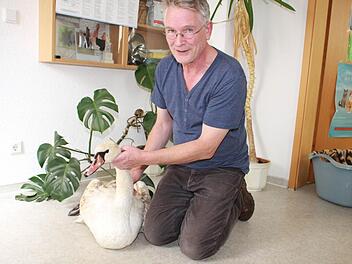 Der Tierarzt Joachim Lessing hat den Schwan nach der Operation mit nach Hause genommen und wird ihn jetzt vier bis sechs Wochen noch pflegen. Foto: Wolfgang Desombre