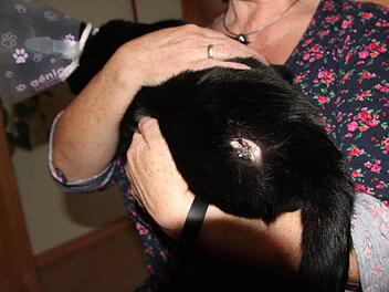 Diese Schusswunde hat Kater "Nero" erlitten.  Foto: Peter Groscurth