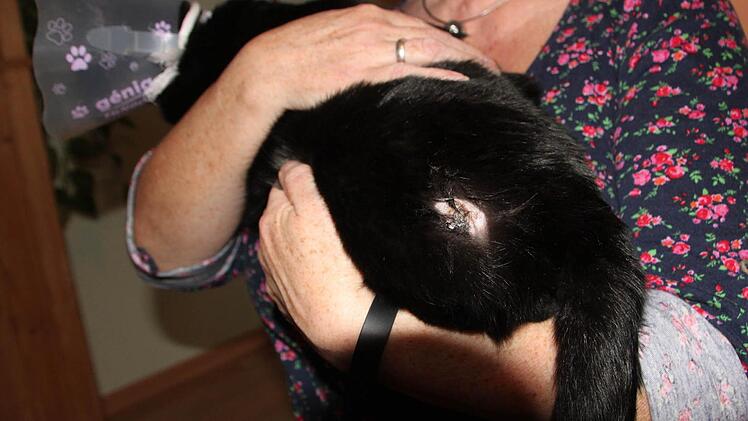 Diese Schusswunde hat Kater "Nero" erlitten.  Foto: Peter Groscurth