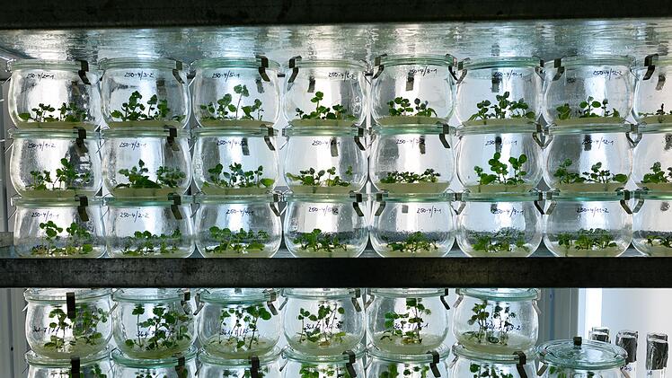 Klimaherausforderungen f&uuml;r Kartoffelz&uuml;chter