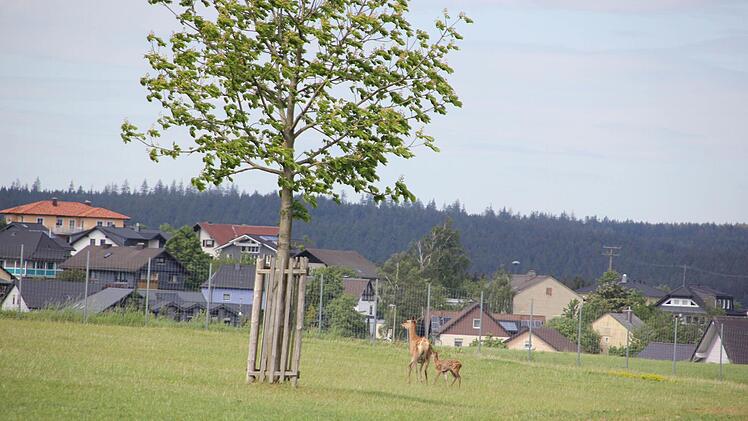 Eine Hirschkuh und ihr Kitz im Gehege. Die Bäume müssen mit starken Holzpfosten gegen Verbiss und Verfegen geschützt werden.   Foto: Friedwald Schedel
