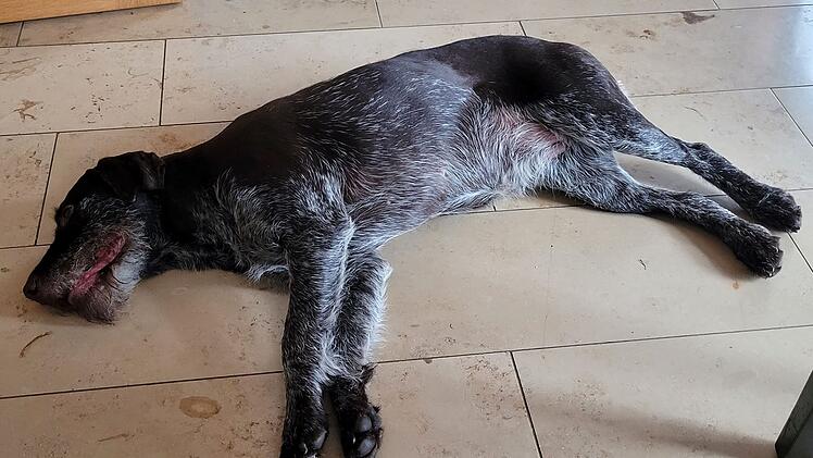 Tierheim Kulmbach: Hündin Maxi zieht "Sechser im Lotto"