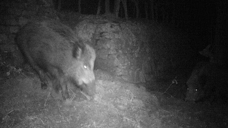 Ungebetener Besucher: In Weinbergen am Untermain oder auch bei Thüngersheim kommen nachts die Wildschweine. Auch sie haben Gefallen an edelsüßen Trauben.