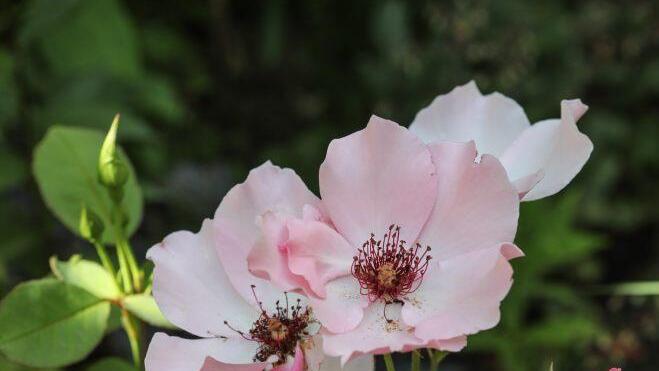 Impressionen aus Sonja Promeuschels Rosengarten Foto: Barbara Herbst