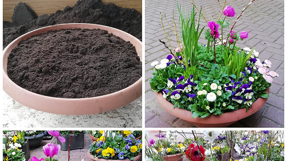 Der Frühling in Schalen: Pflanzideen für Friedhof und zu Hause