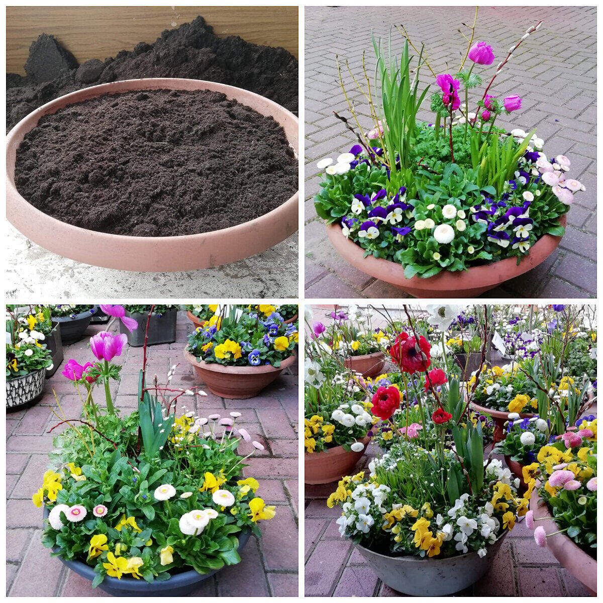 Der Frühling in Schalen Pflanzideen für Friedhof und zu Hause