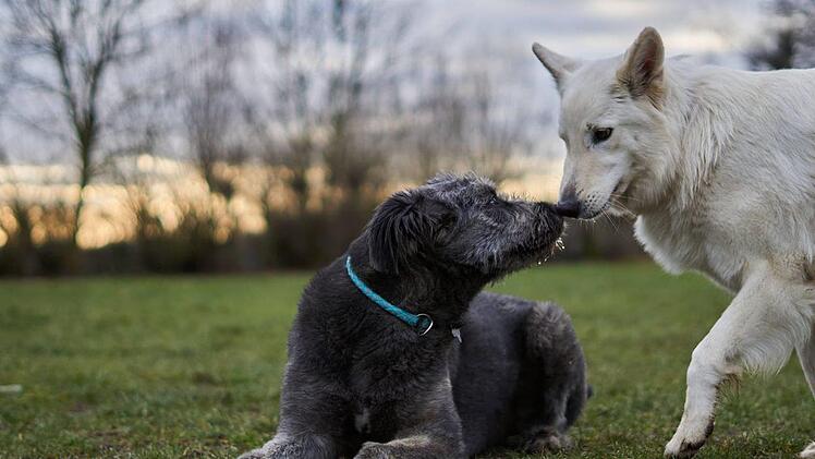 Frieda und Xena. Foto: Stephanie Schmidt