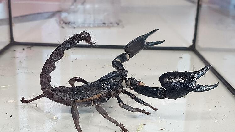 Es gibt auch ein Waldskorpion. Foto: Brath