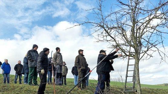Obstbaumpfleger Günther Schmidt erläuterte in der Theorie und Praxis die natürliche Entwicklung von Obstgehölzen sowie Zusammenhänge zwischen Schnittstärke, Wachstum und Ertrag. Foto: privat